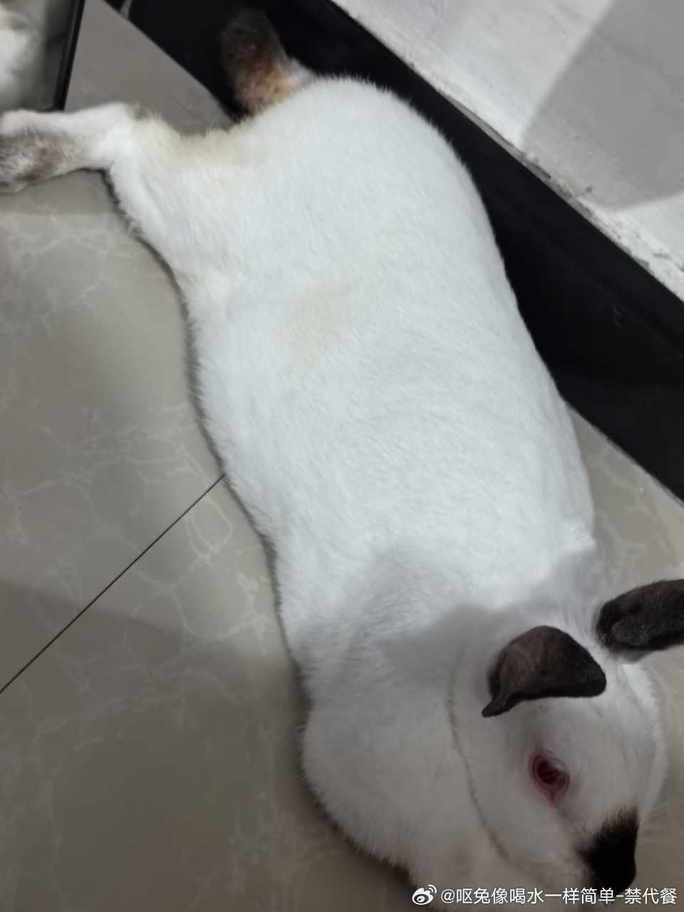 15467🐇【老板】我的兔面包怎么烤焦了😤😤​​​