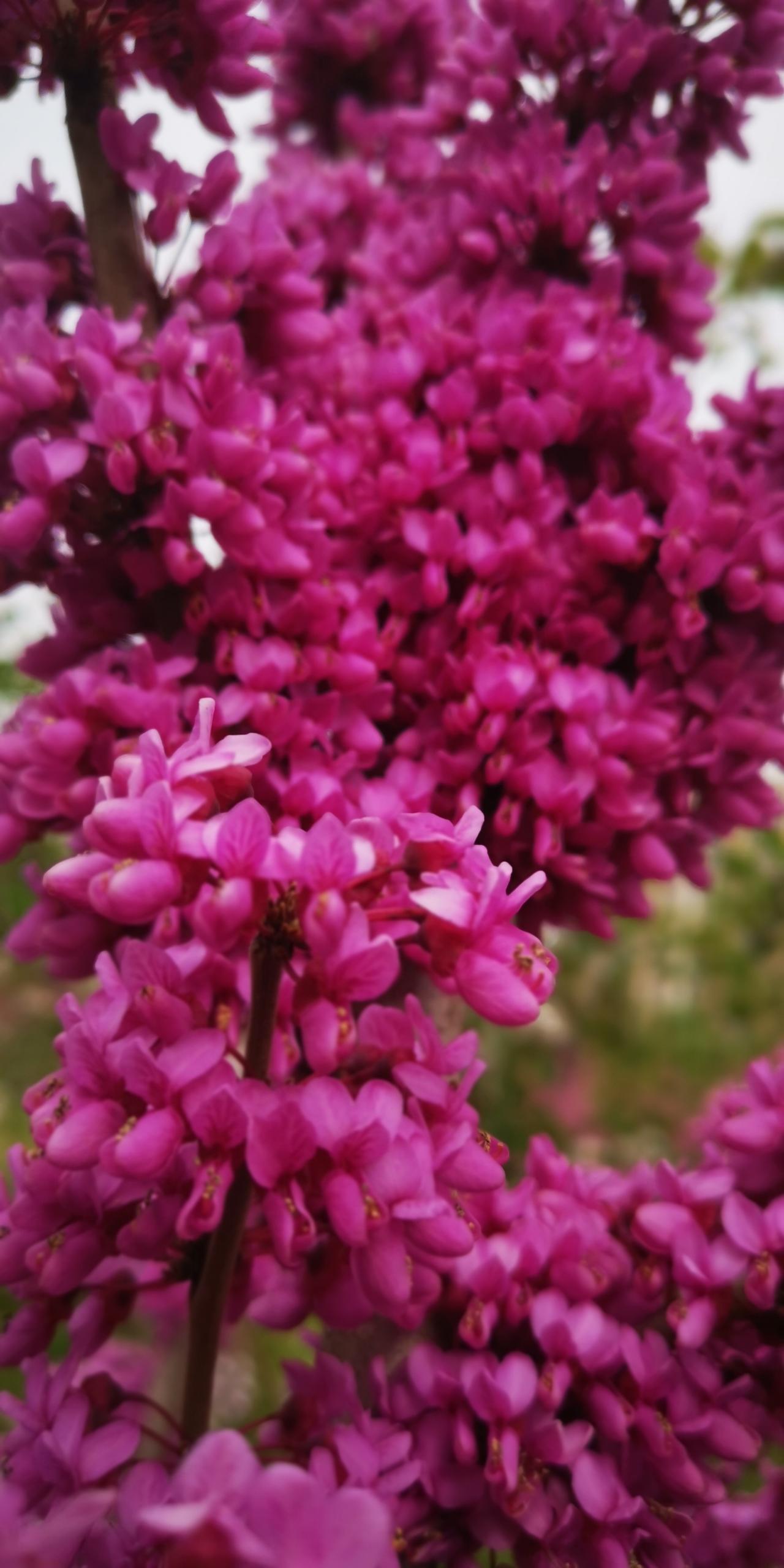 骨肉难分的紫荆……紫荆别有风格，新枝不结花，更不开花，开花的全是老枝，而且密