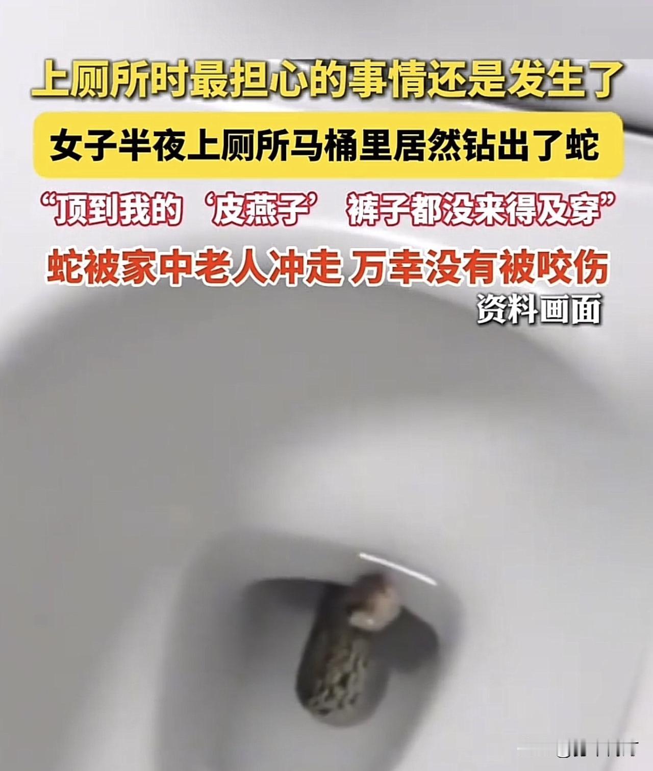 马桶里钻出条蛇！女子半夜如厕遭惊魂，裤子都没来得及穿！太不可思议了！这种电影般