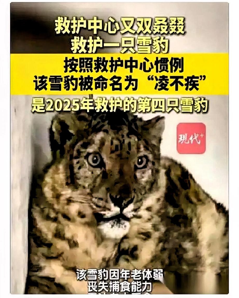 牙都掉光了。你敢信吗，一只雪豹，一个连下门牙都掉光了的“老太太”，犬齿都磨平了