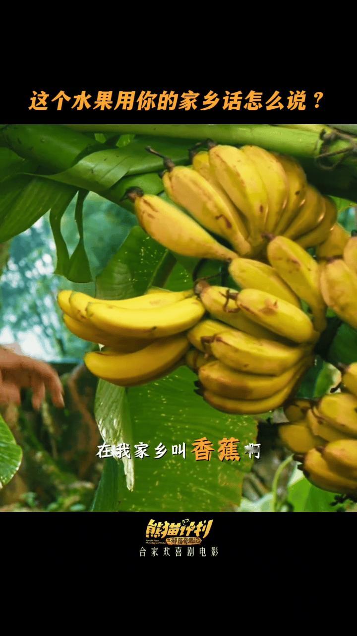 我就说看电影能学知识吧带娃看《熊猫计划》的意外收获：孩子看完记住了banana