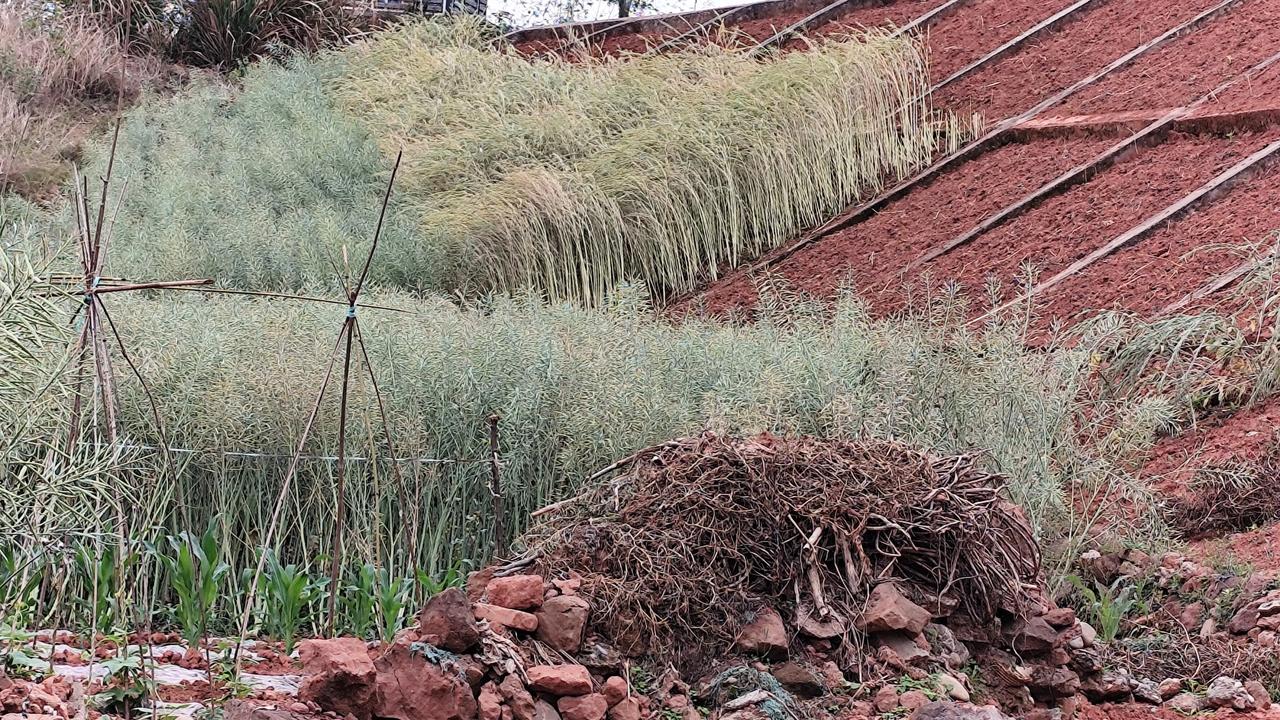 晒图笔记大赛这些等待收割的油菜也在渐渐的变黄，感觉油菜的一生很短暂，从开花到收获