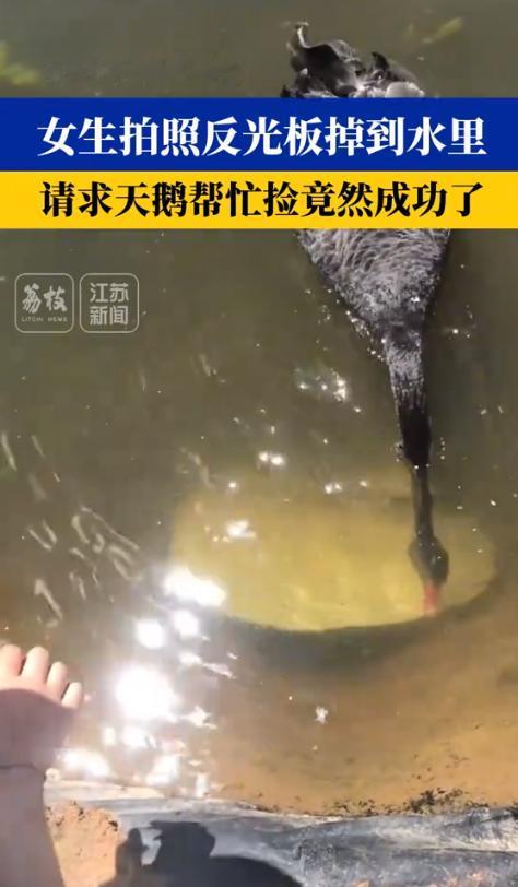 “真有灵性！”云南丽江湖畔，几个女孩正拍着照，不料补光用的反光板掉进湖里。就在这