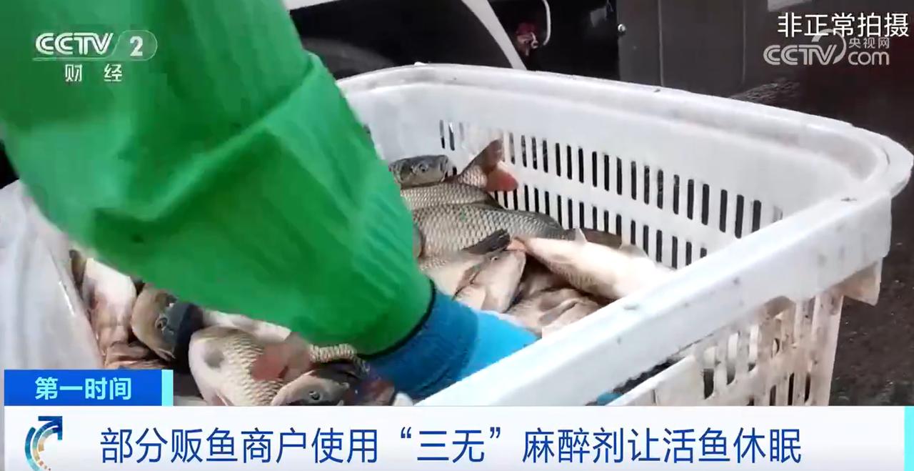 你买的活鱼，可能是被麻药“迷晕”的！央视曝光后，重庆终于正式回应了！不是谣言