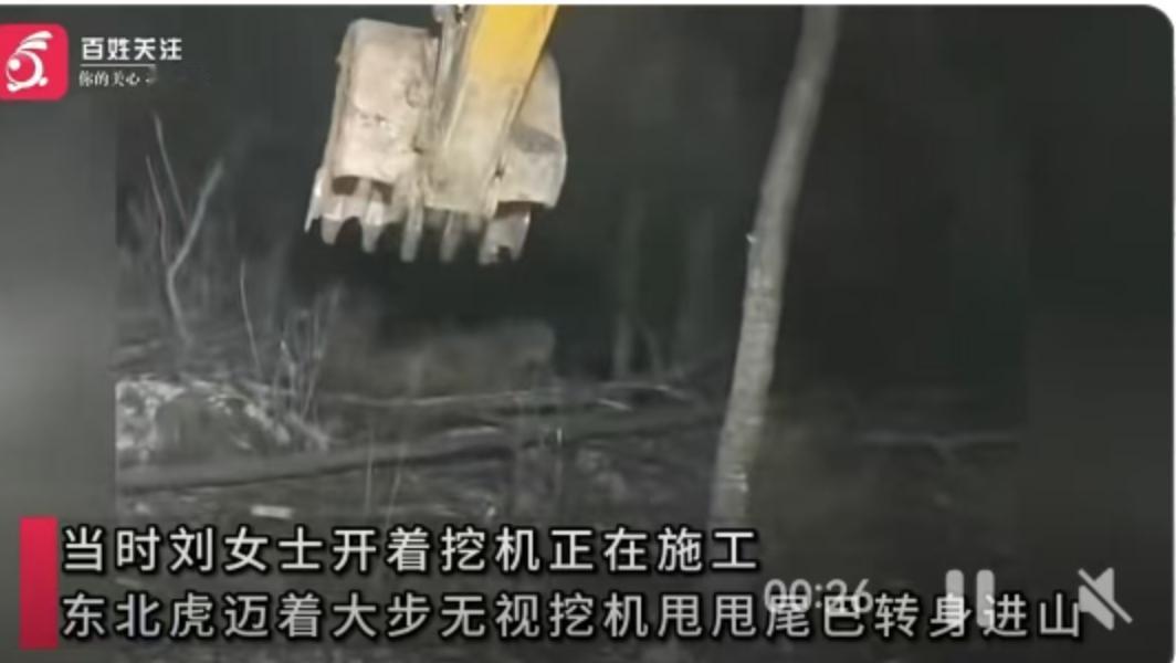 12月1日凌晨，吉林延边汪清县的林间小路上，一台挖掘机的强光突然照亮了一个不速之