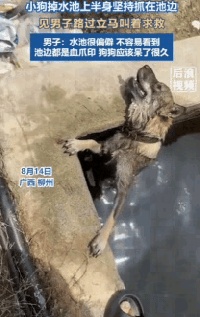 “万物皆有灵性！”广西，一男子荒郊野外骑行之际，忽然听闻不远处似乎传来狗狗哀嚎的