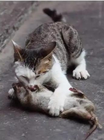 为什么老鼠在被猫咬住的时候不回头咬猫嘴？如果您喜欢我们的内容，麻烦顺手点击一