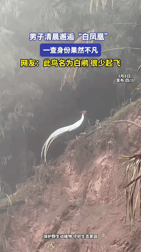 男子清晨开车，偶然发现山坡上有一个非常特别的鸟，停车仔细一看，原来是“白凤凰”，