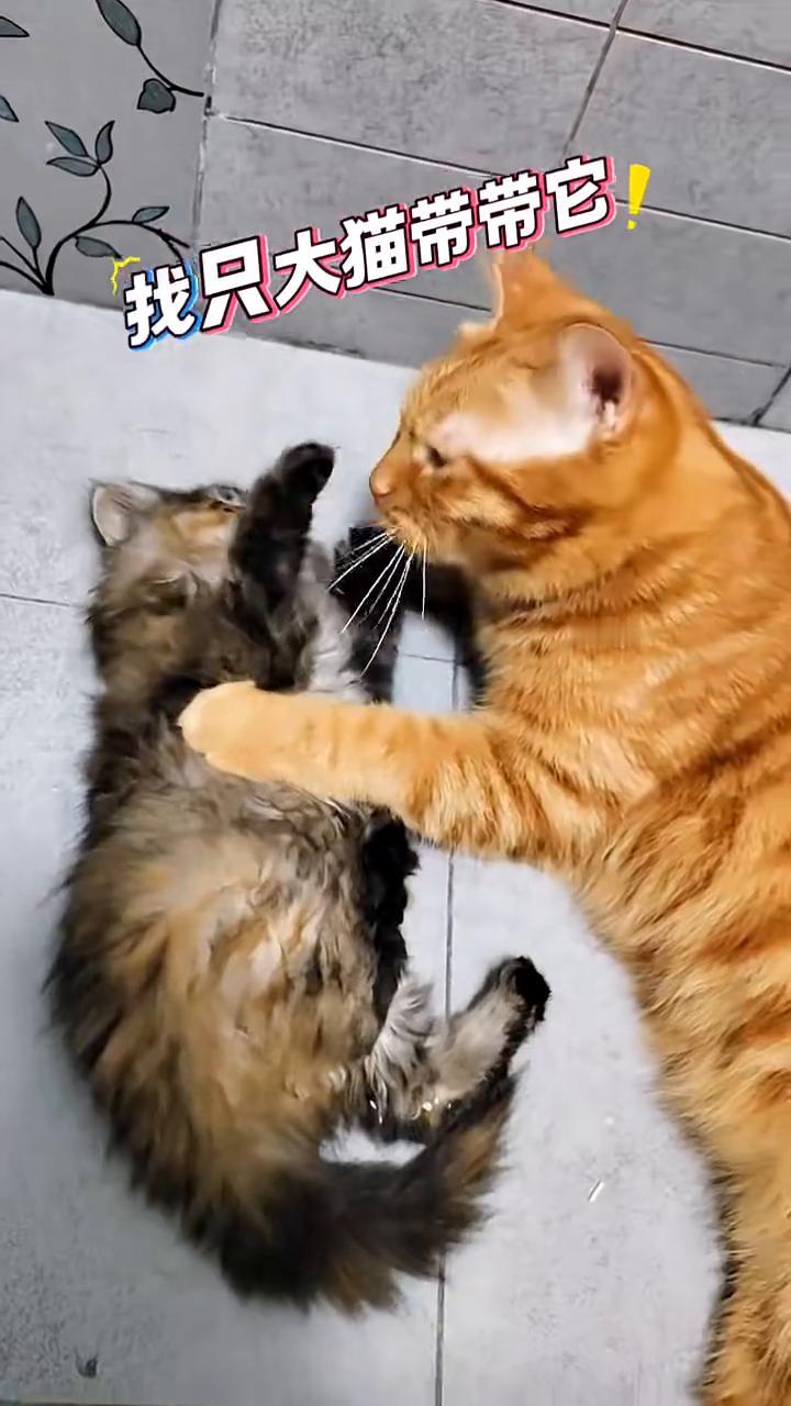喂流浪猫。发现只很凶的小猫，奶凶奶凶的。你太小了，自己活不了。按住了，这太凶了