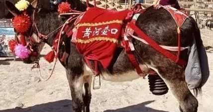 从毛驴“戴套”看世道：谁在喂养投诉界的“巨婴”？近日，黄河壶口瀑布景区给因生