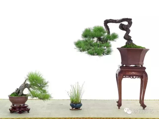 盆景基础知识 黑松盆景这么养就对了