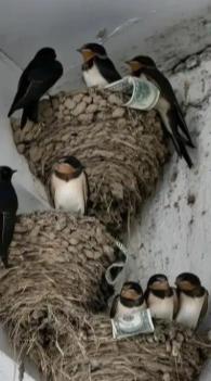 富贵人家从不筑燕子窝，老祖宗早讲清其中玄机：若家中出现燕子，实则是在提醒你这2件