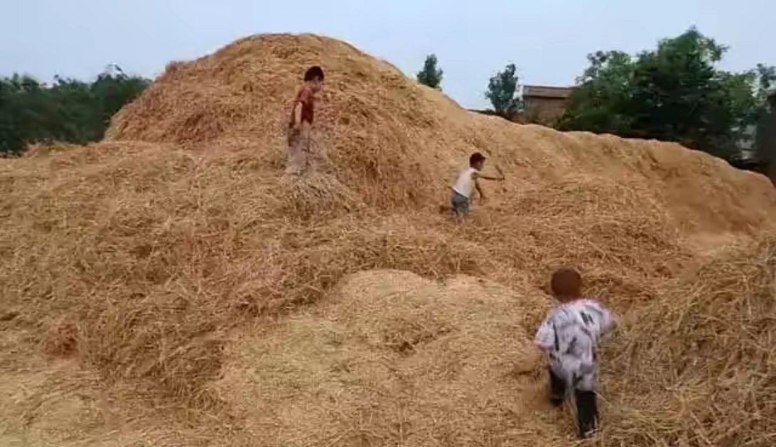 长大后才知道，我们小时候有多难杀生水直接喝，把生番薯当水果吃，以至于肚子里长满了