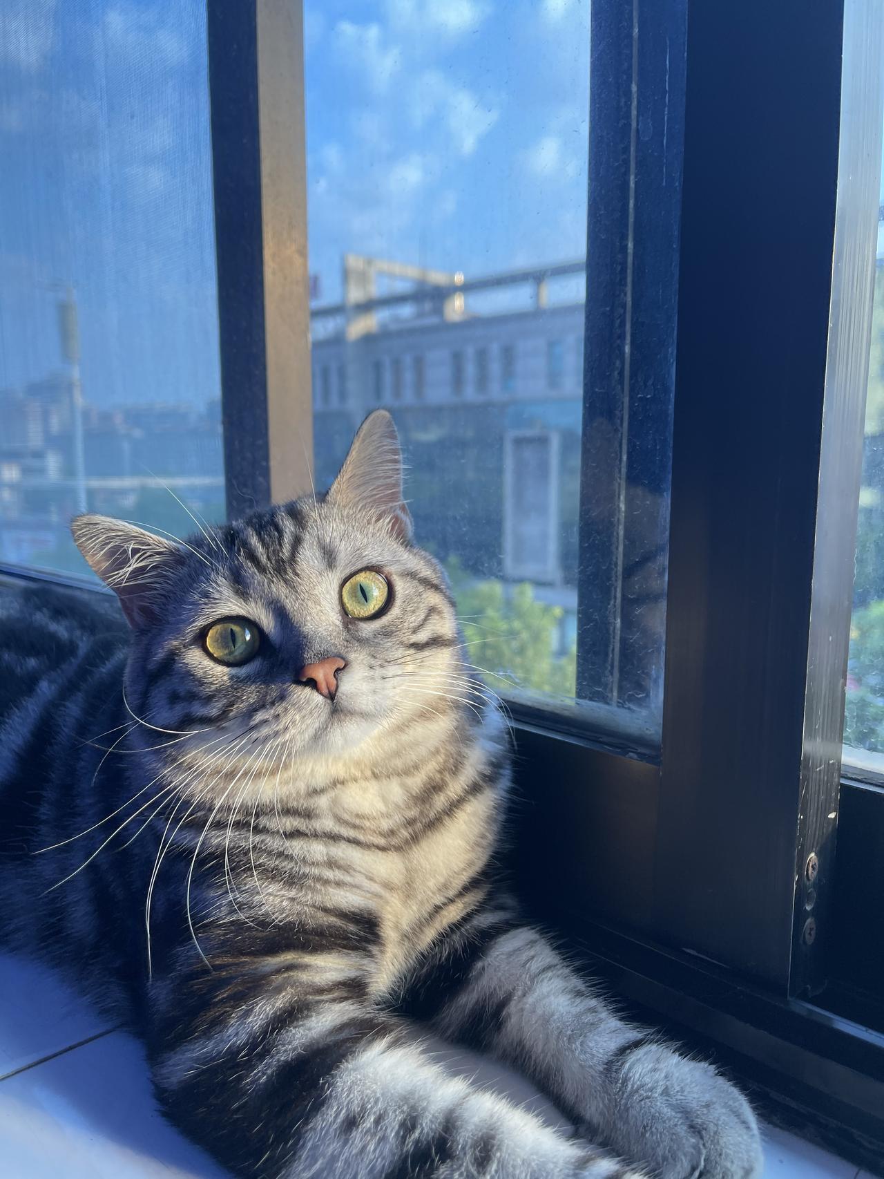 我家猫的可爱瞬间那可太多了！有次我在沙发上玩手机，它悄悄跑过来，直接趴在我手机屏