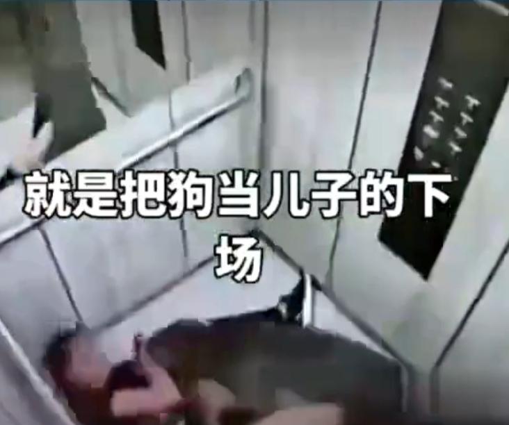 黑龙江陶女士这事，真给所有把狗当“儿子”养的人，浇了一盆冰水黑龙江陶女士的