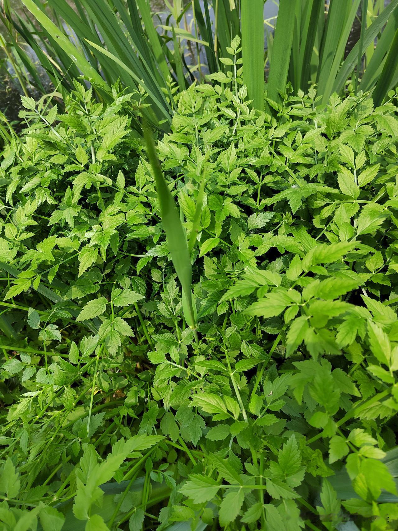 谁有花草照片，可以晒下吗看看这是什么？味道鲜美，可以煲汤、可以凉拌、可以炒鸡蛋！