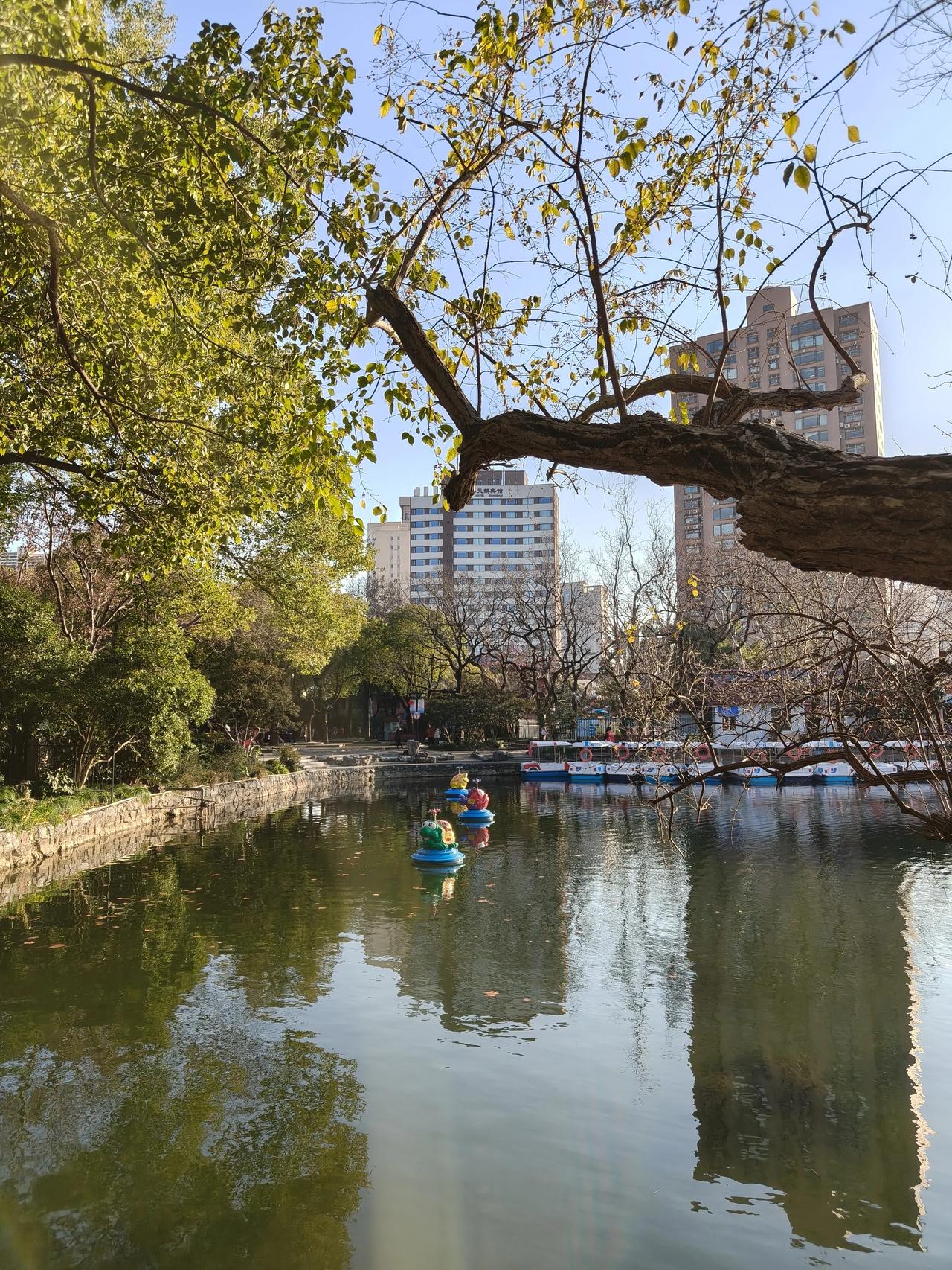 冬日公园散步随手拍实景图分享！鲁迅公园走一圈随手拍分享！