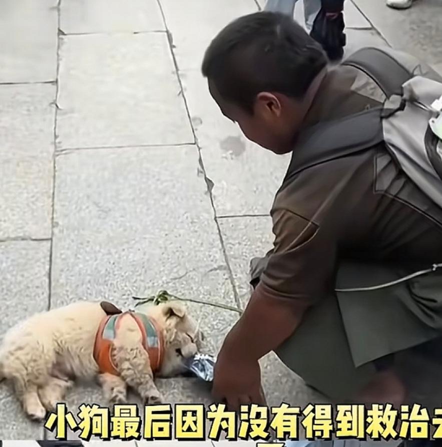 导盲犬芬迪的事情还在眼前，一位去西藏的朝圣者跪拜前行，身后拖着一只小狗。小狗的爪