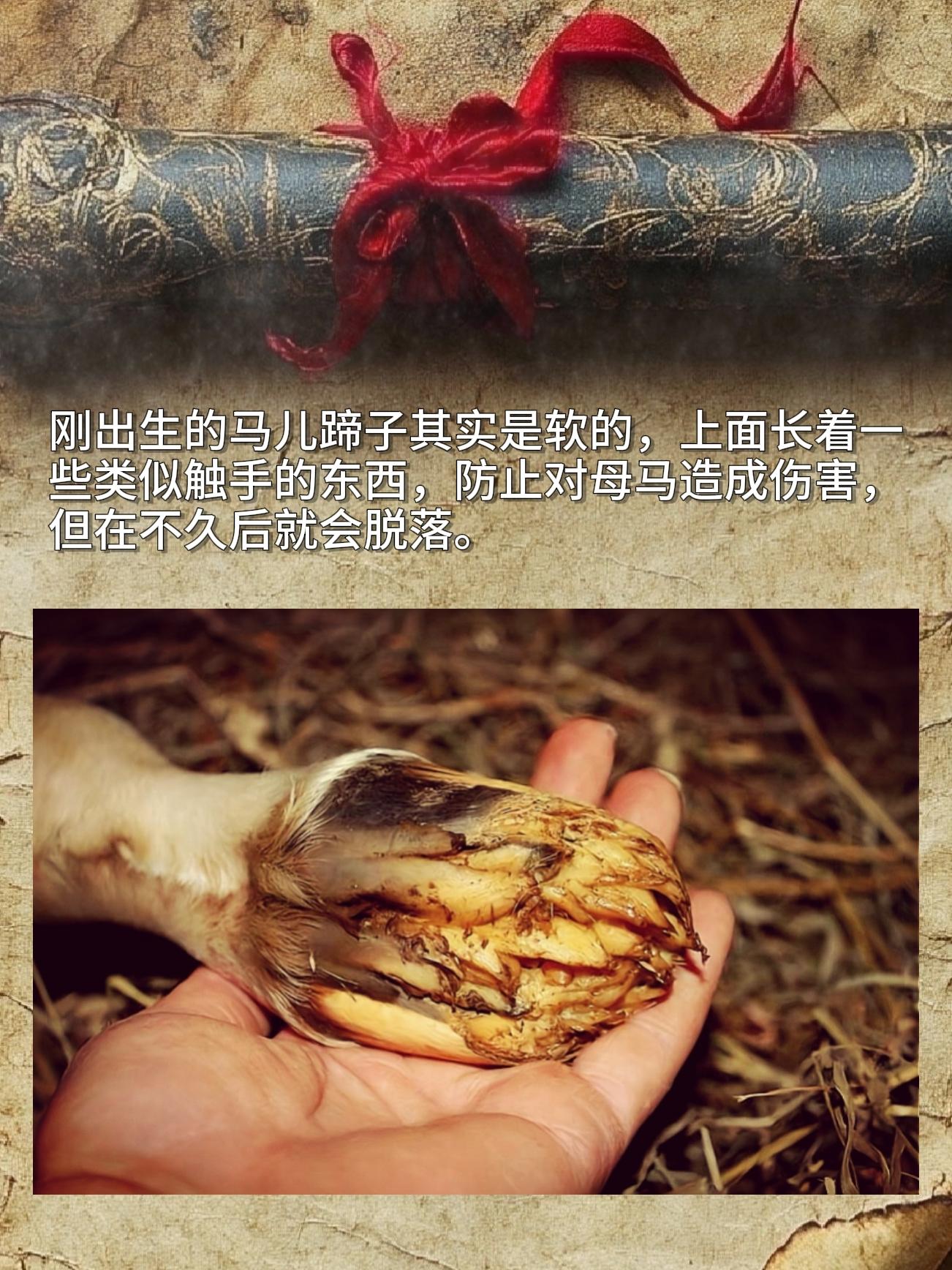 刚出生的马儿蹄子其实是软的，上面长着一些类似触手的东西，防止对母马造成...