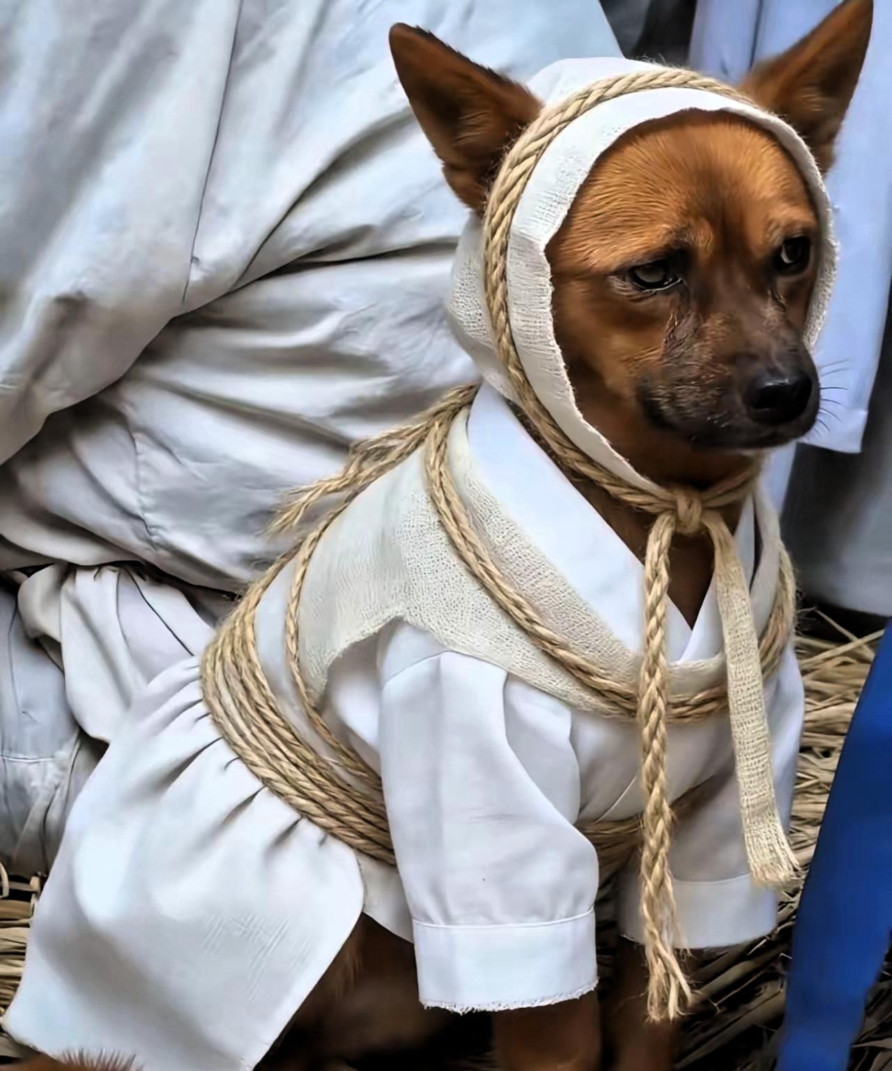 爷爷晚上跟奶奶说把狗喂下，爷爷感觉身体不适，睡前叮嘱奶奶记得喂狗，自己先去休息，