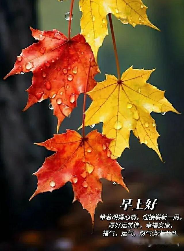 时光如梭，转眼又是一年秋；愿秋色安暖，岁月无恙。祝快乐幸福，如意安康。愿?