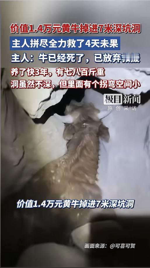 “亏大了！”近日，陕西榆林，一头八百多斤重的黄牛，吃草时不慎掉进了深坑。主人发现