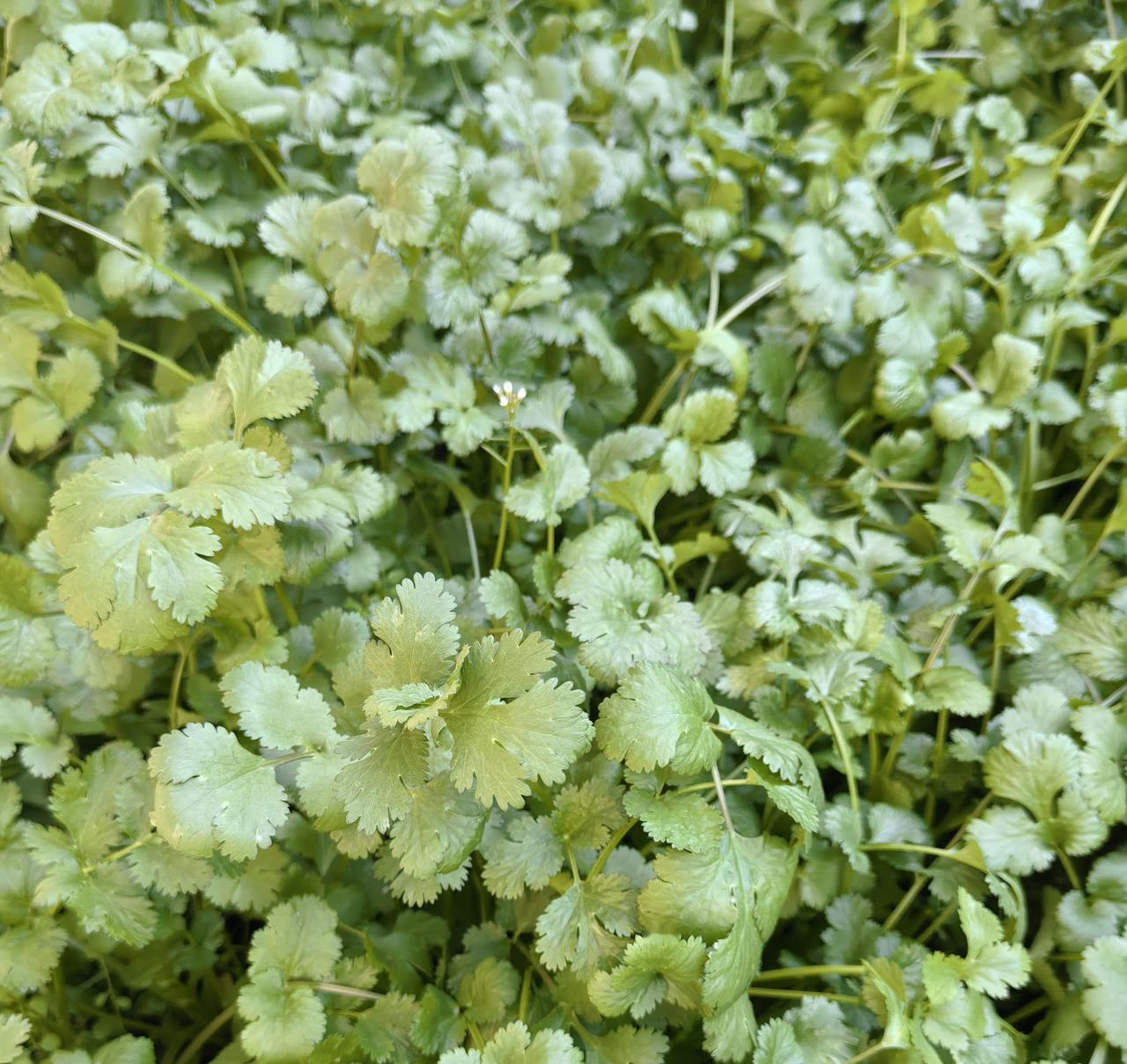不管家里几个兄弟姐妹，女性只要愿意生孩子，就有二胎冠姓权，赘婿只要愿意养孩子，就