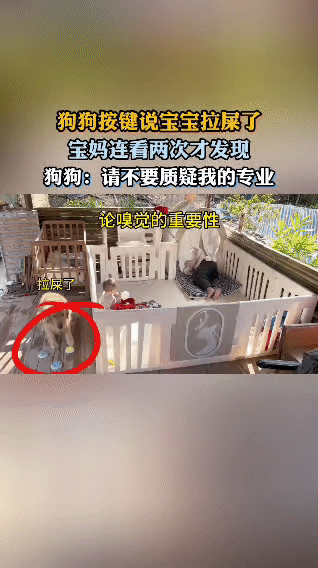 金毛凭借灵敏的嗅觉发现宝宝拉了便便，赶紧按下语音按键提醒宝妈拉便便了。宝妈一