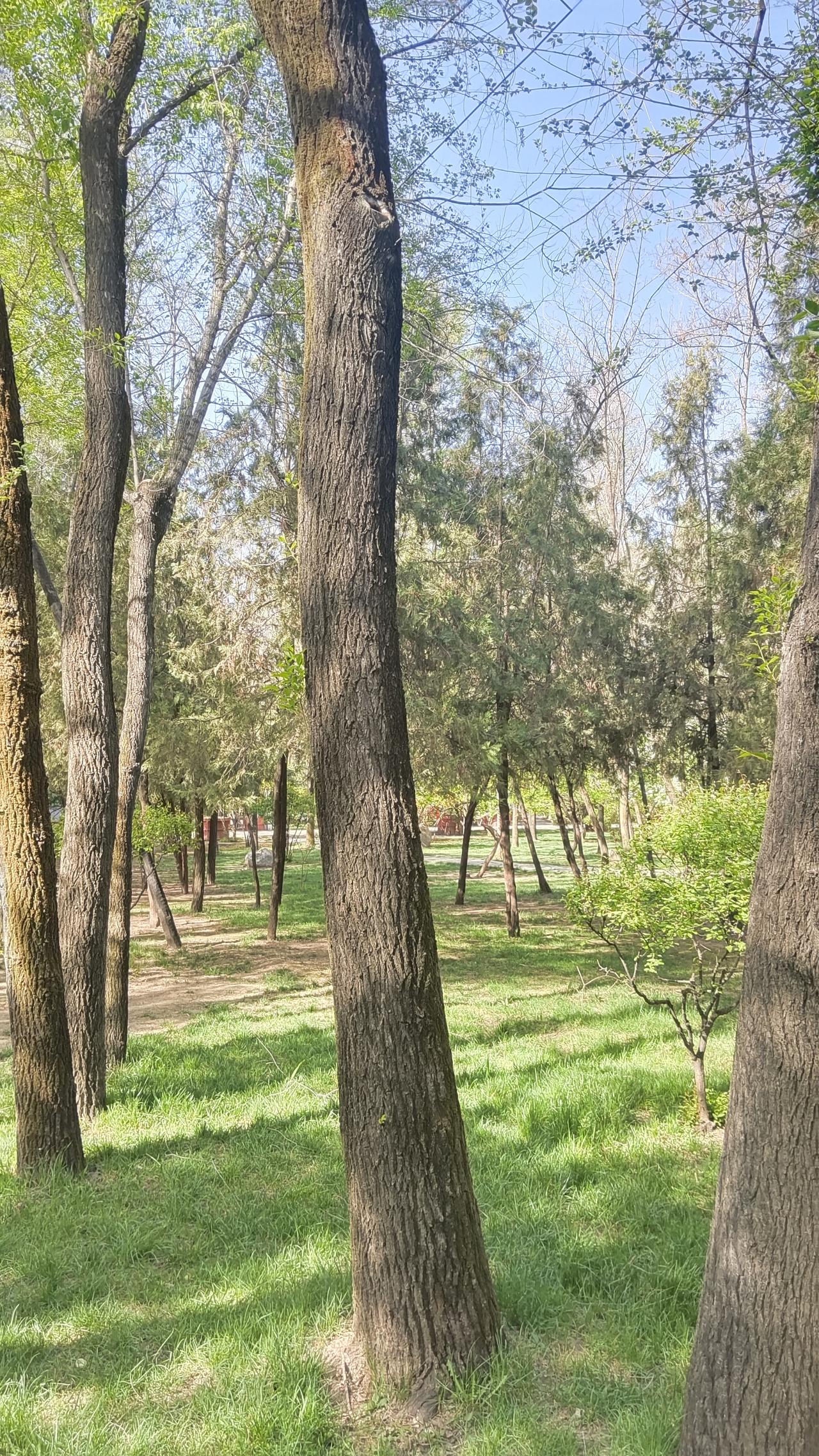 阳光洒满的森林小径，绿意盎然，静谧美好。🌳🍃漫步在这阳光洒满的森林小径上，脚