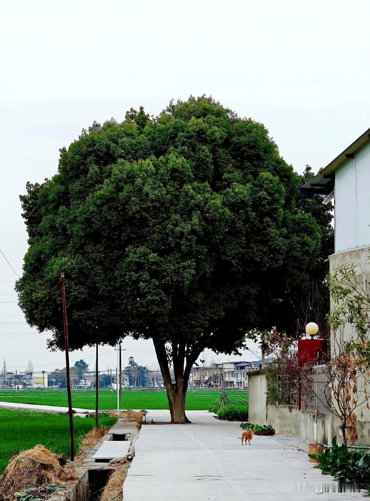 在农村，你好说话都欺负你；在农村，你比别人过得好都嫉妒你。我一远房堂哥把这