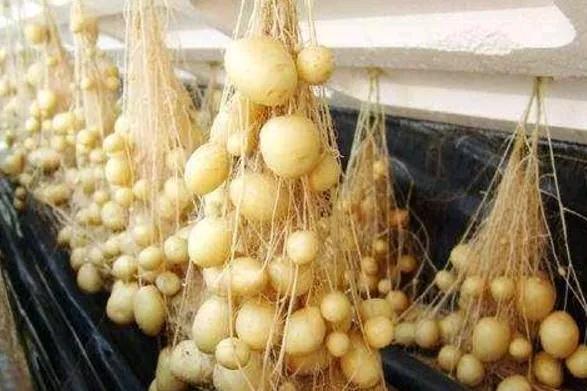 万万没想到，土豆还能这样种，现在种土豆都可以不要土了（叫无土栽培技术）。一块泡