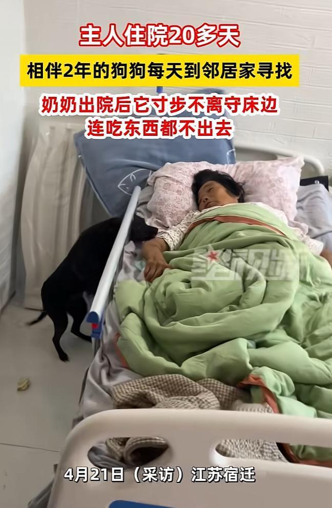 万物皆有灵！女子奶奶因病住院20多天后出院回家休养，奶奶回到家第一件事就是把许久