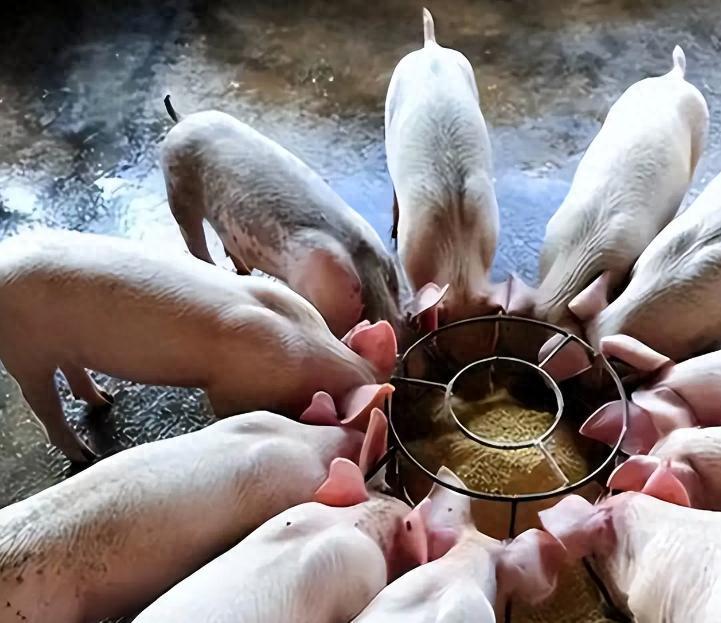 🐰泔水喂猪再也回不去了，并不是国家不让，而是养猪的自己先不干了 老一辈