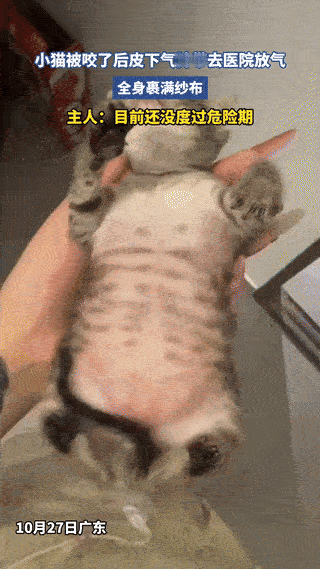 万万没想到!广东,一博主养的宠物猫被咬了,身体出现了皮下水肿症状,肿的像气球一样