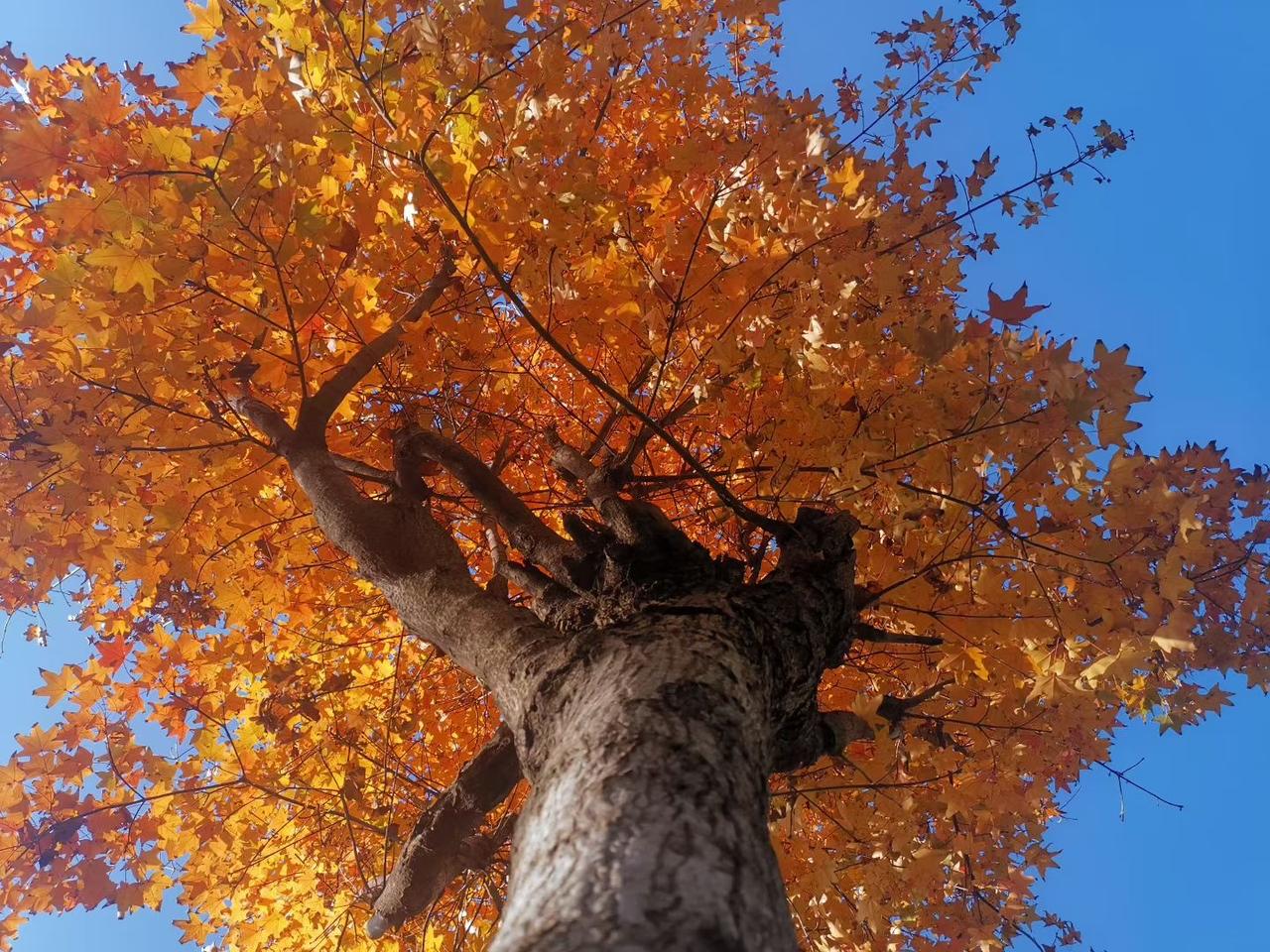 看来真的是失业的人太多了，政府都开始行动了，推出“稳岗返还”政策了，符合条件的未