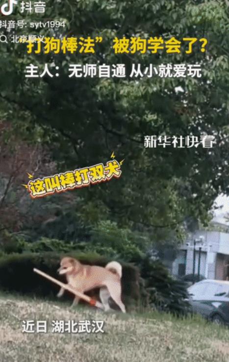 湖北武汉，一只狗狗从小爱玩棍子，长到2岁半时，没经过任何训练的狗子竟然学会了"打