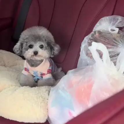 春运长途奔波不仅考验人的意志，也让宠物们经历了“狗生考验”。坐了十几个小时长途车