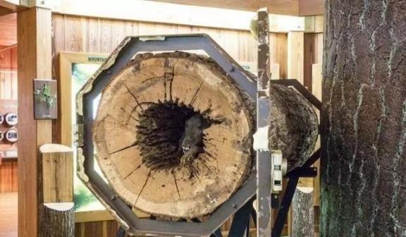 1980年，一名美国伐木工人，砍倒一棵栗橡树后，发现树干是空的，他好奇地走近察看