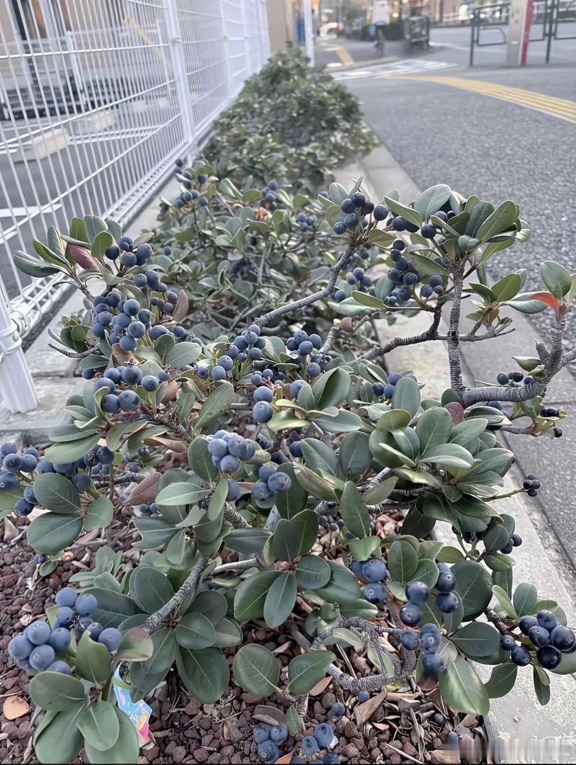 这个种在绿化带上的是蓝莓吗？