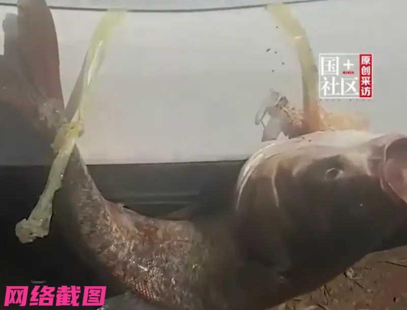 重庆有男子钓鱼这次收获不错，竟钓到一条十二斤重的大鱼，男子也是心有高兴把大鱼就挂