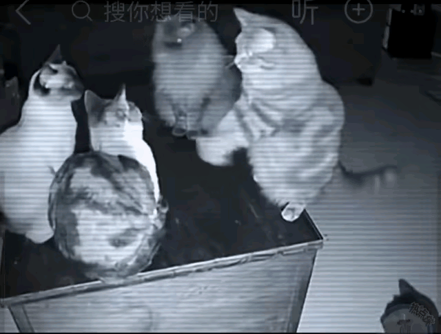 监控拍的哪是猫咪“开会”?这根本是流浪猫的生存情报交流会!你看那只站着“指手