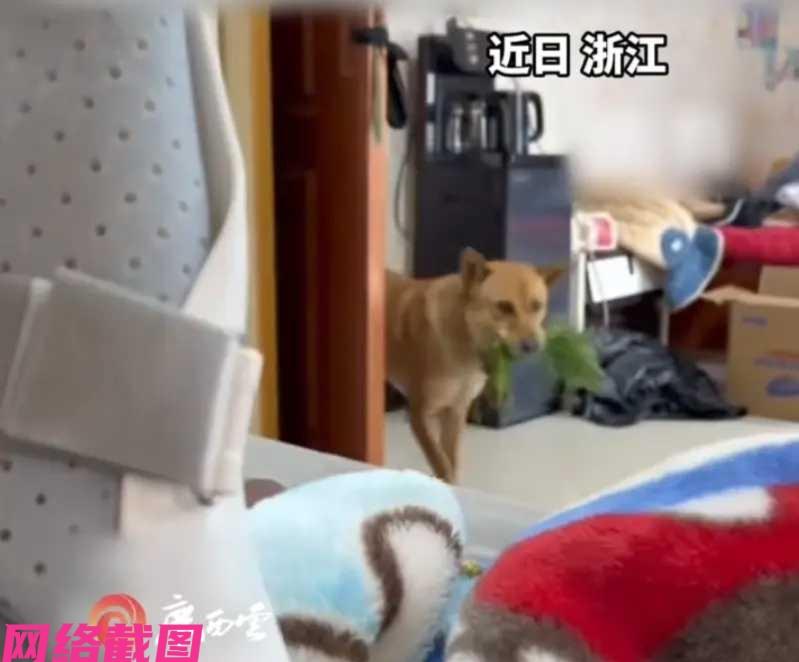 浙江有男子由于不小心摔伤，便在家休息养伤，可家里的大黄狗看到主人不如往日跑来跑去