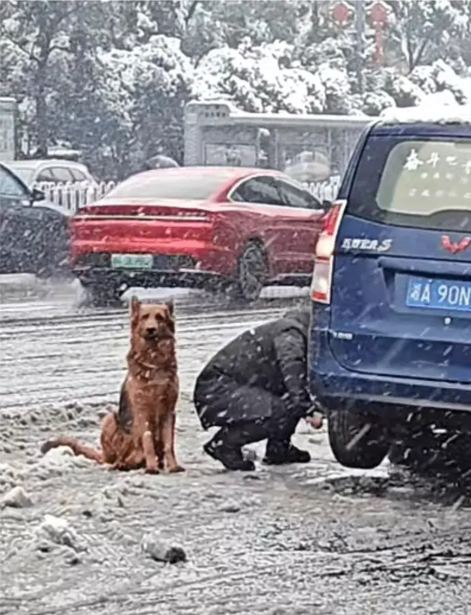主人的车子在大雪中抛锚，主人下车查看，跟主人冒着大雪，一起回家过年的德牧，看着车