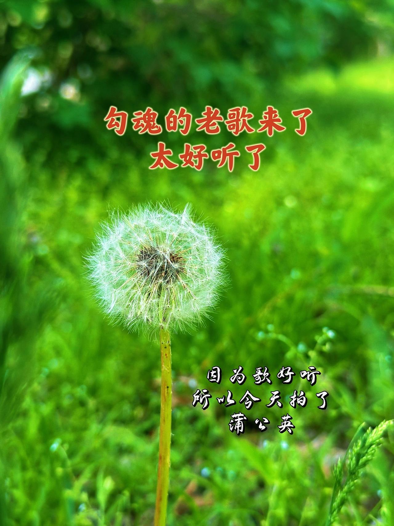 因为歌好听，出去看啥都美好，拍了蒲公英图片，配这首能治愈人心的歌，太勾魂了日常