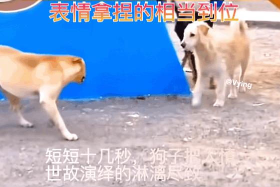 这狗，把表情拿捏的很到位啊当大黄被两只来者不善的狗逼到了墙角，瞬间示弱，当他以