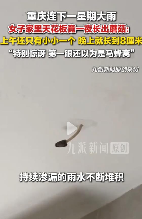 活久见！重庆，一女子住在顶楼洋房，连着下了一周雨后，卫生间天花板竟然长出一朵蘑菇