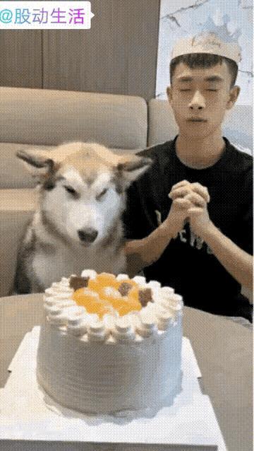 笑不活了！狗狗才是生日局里最没耐心的显眼包，主人生日许愿的仪式感，全被它的馋嘴打