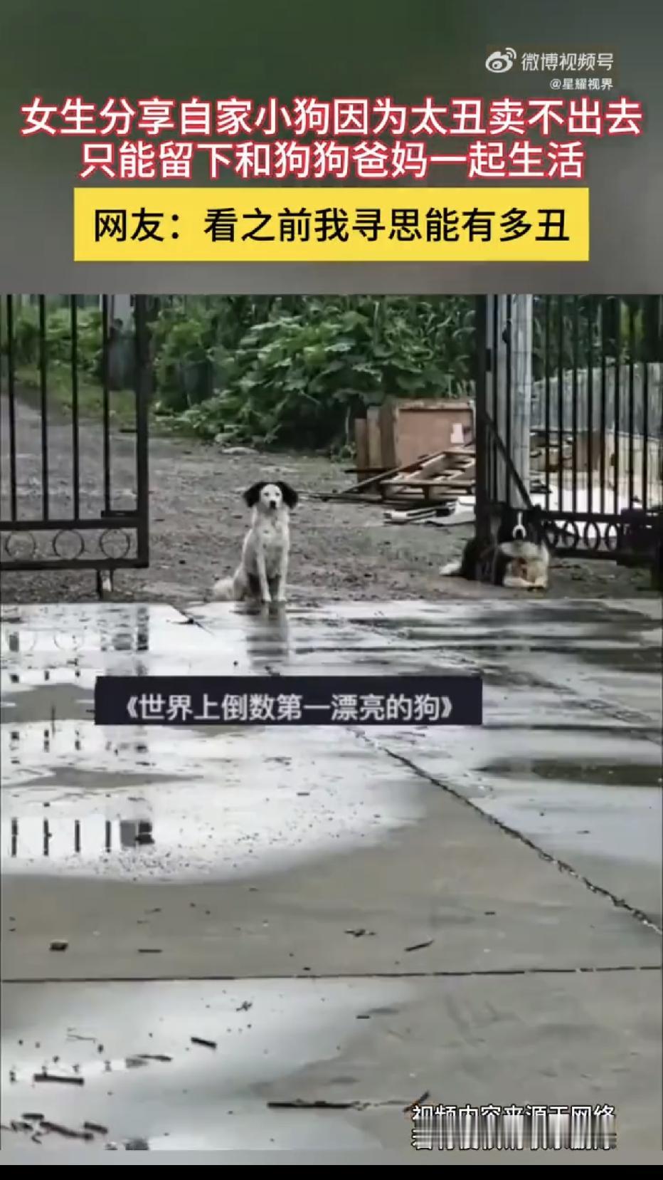 北京，一位大爷家里养了一公一母两只边境牧羊犬，不仅品相出众，而且毛色匀称，可谁能