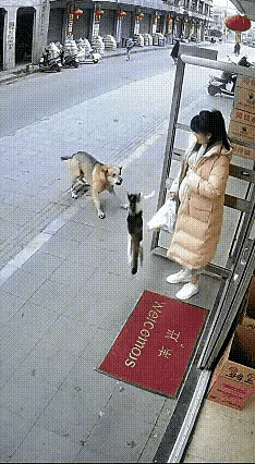 太有灵性了！女子预产期临近，担心楼下的流浪猫会挨饿，就顶着大肚子下楼投喂，没想到