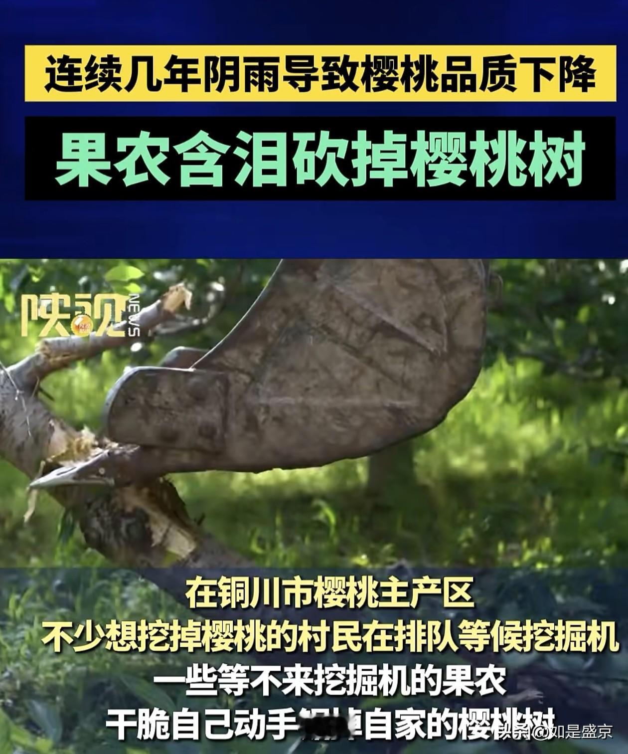 含泪砍樱桃树：一场天灾里，果农的十年之痛！当挖掘机的铲斗落下，铜川樱桃主产